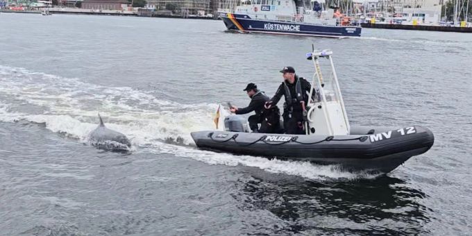 Ein Delfin folgt dem motorisierten Schlauchboot der Wasserschutzpolizei vor Rostock-Warnemünde. Ein Delfin folgt dem motorisierten Schlauchboot der Wasserschutzpolizei vor Rostock-Warnemünde.