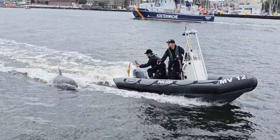 Ein Delfin folgt dem motorisierten Schlauchboot der Wasserschutzpolizei vor Rostock-Warnemünde.