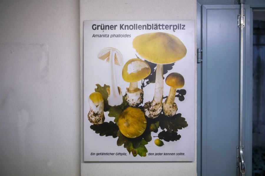 Pilzsammeln Pilze KI-Ratgeber KI