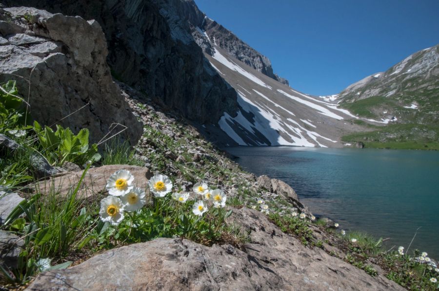 Iffigsee Lenk Simmental