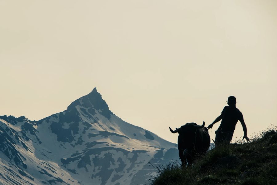 Kuh auf Alp