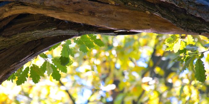 Eine Ungarische Eiche wurde in Oberrieden ZH vergiftet - und anonyme Detektive suchen mit Plakaten nach dem Schuldigen. (Symbolbild) baum vergiftet oberrieden