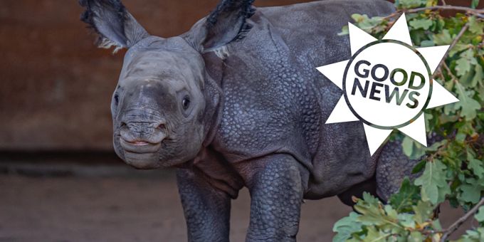 Good News - Zoo in England feiert Geburt eines seltenen Nashorns