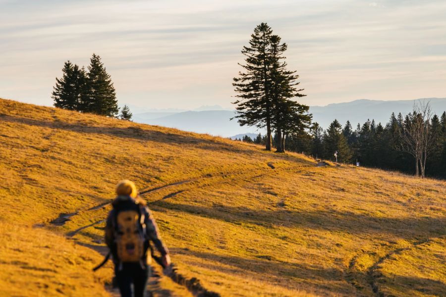 Wanderung gelb Berg Farben Wald Herbst