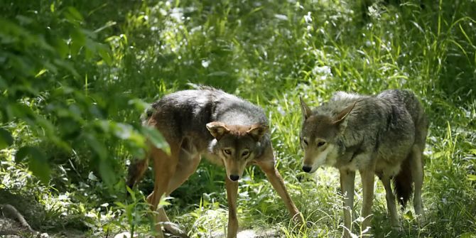 tierschutzgesetz