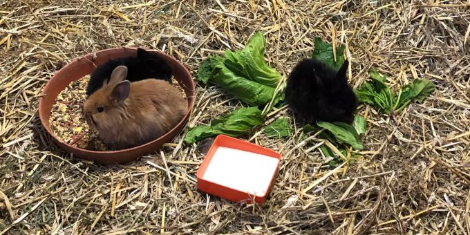 Kinder haben in Hoffeld im Kanton St. Gallen einen Karton mit sieben ausgesetzten Zwerghasen gefunden. Hoffeld