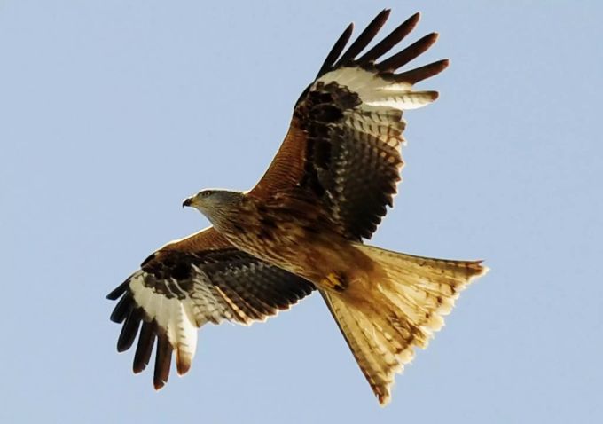 Der Rotmilan bleibt regelmässig auch im Winter in Europa. Rotmilan Vogelwarte Sempach
