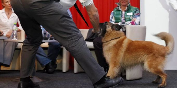 SVP Nationalrat Oskar Freysinger lässt sich beissen von einem belgischen Schäferhund, der einen Beissschutz trägt, anlässlich einer Podiumsdiskussion. (Symbolbild) haushund