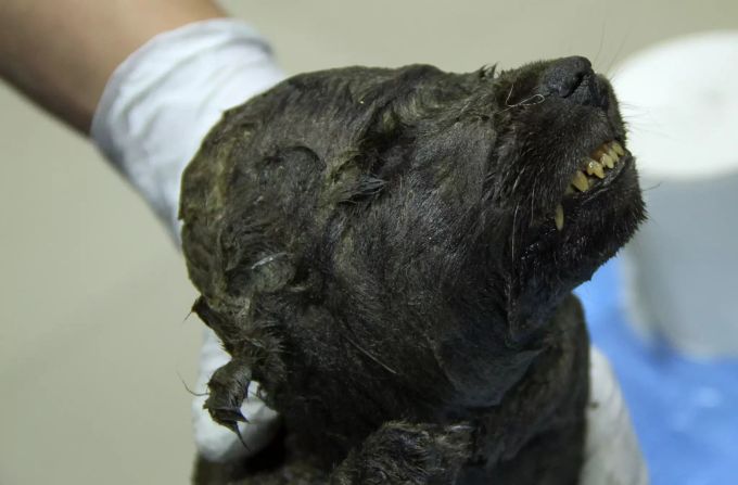 er Kopf eines 18'000 Jahre im sibirischen Permafrost konservierten Welpens. Das Tier war bei seinem Tod etwa zwei Monate alt und wurde im Eis so gut erhalten, dass selbst Augenwimpern und Barthaare noch vorhanden sind Welpe