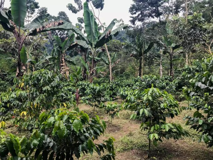 Kaffee-Bauern dürften von dem Preisanstieg wenig profitieren. Kaffee
