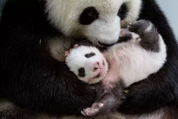Panda-Dame Meng Meng mit einem ihrer Babys. Meng Meng