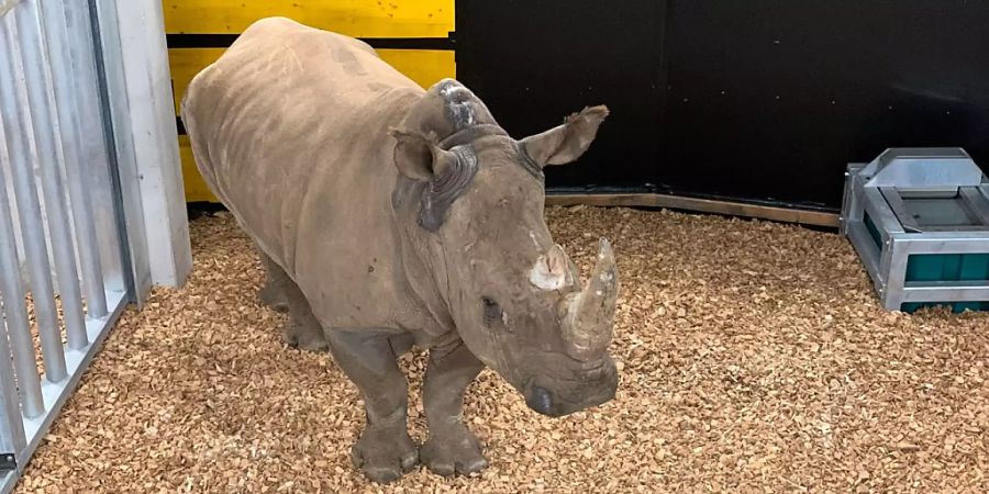 Das Weibchen Teshi im Quarantänestall.