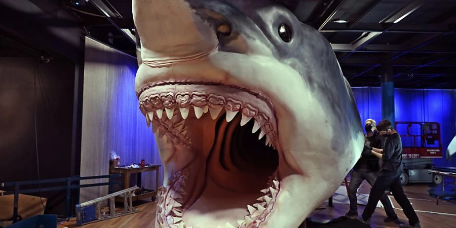 Neue Analysen zeigen laut Forschern, dass der Ur-Hai Megalodon wohl gar nicht so rundlich und stämmig war wie sein moderner Verwandter der Weisse Hai. Im Bild: Ein Megalodon-Modell im Naturhistorischen Museum in New York. (Archivbild)