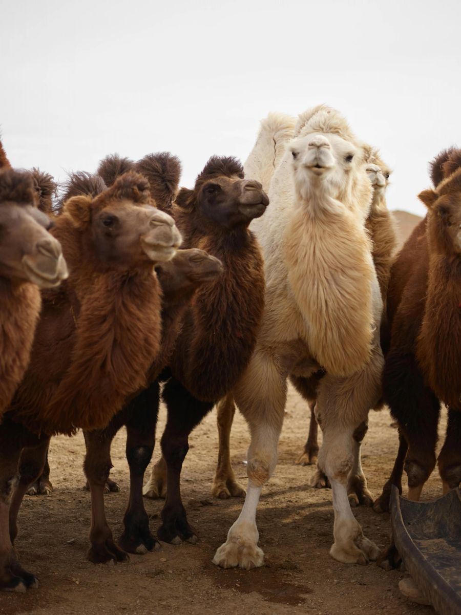 kamele lamas alpakas antikörper