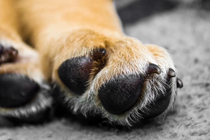 Hundepfoten