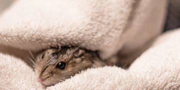 Hamster im Handtuch