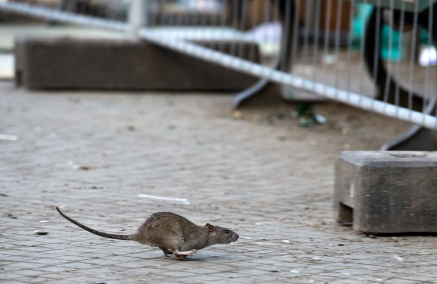 Vor allem rund um den Kornhausplatz werden immer wieder Ratten gesichtet. (Symbolbild)