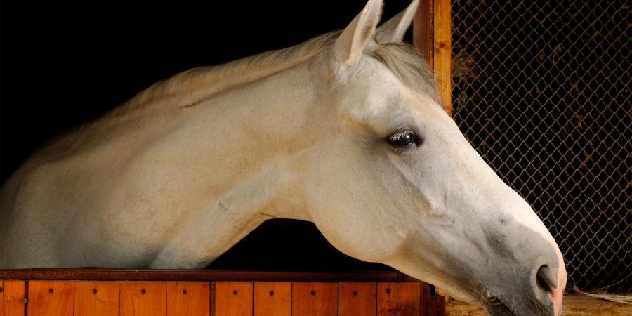 Vor der Stallreinigung sollte das Pferd sicher untergebracht werden.