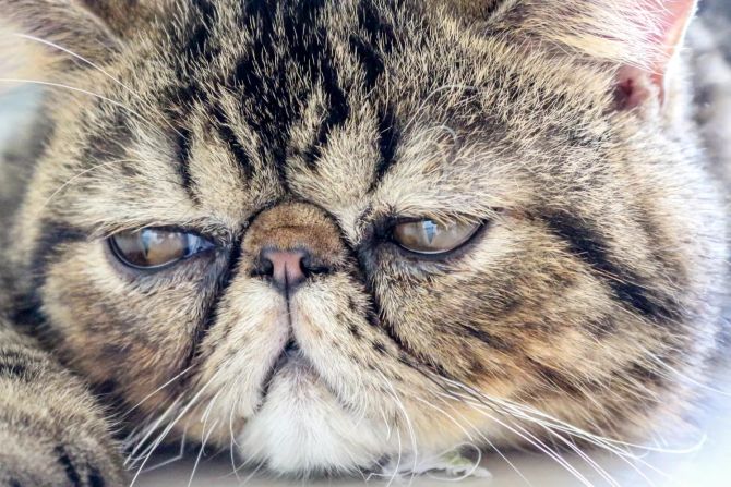 Liegende Katze