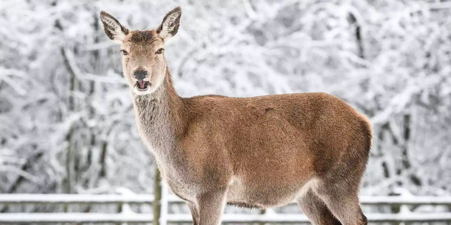 Beschwerde wegen einem Gnadenschuss im Engadin. (Symbolbild eines gesunden Tieres)