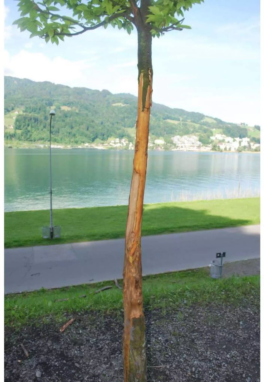 Unbekannte haben dem Baum die Rinde abgerissen.