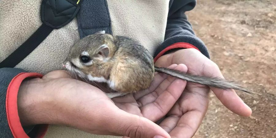 Nach drei Jahrzehnten plötzlich wieder da: Die San-Quintin-Kängururatte ist doch noch nicht ausgestorben. Bild: San Diego Natural History Museum