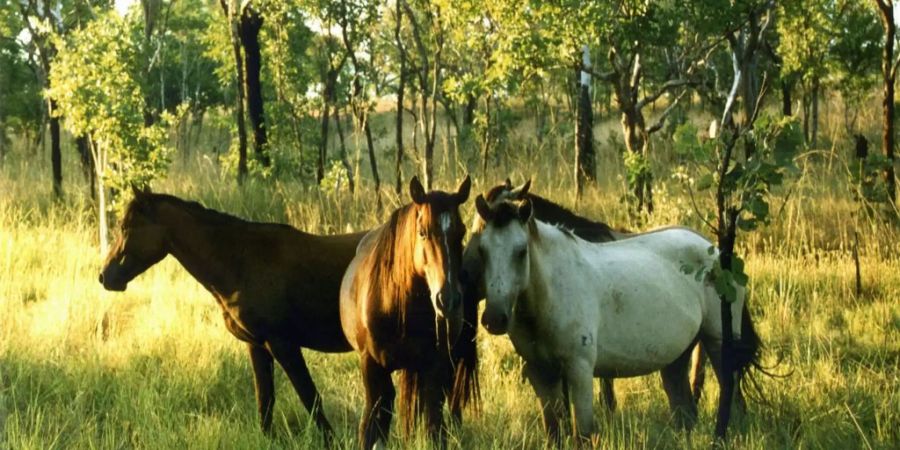 Die «Brumbies» sind ein wichtiger Bestandteil der Folklore im Bundesstaat New Youth Wales.