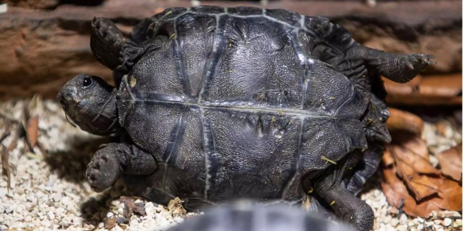 Eine junge Galapagos-Schildkröte.