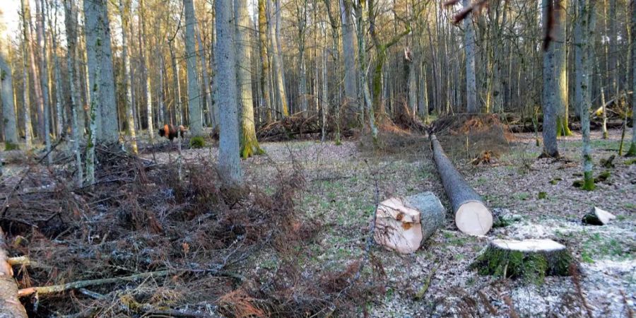 Die Abholzaktion im polnischen Naturschutzgebiet war laut EuGH illegal.