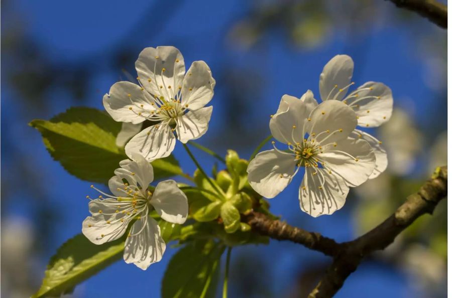 Für die gute Ernte ist das warme Wetter im Frühling verantwortlich.