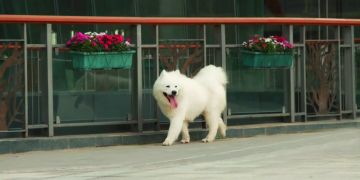 Ein Samojede-Hund läuft vor einer Glasfront.
