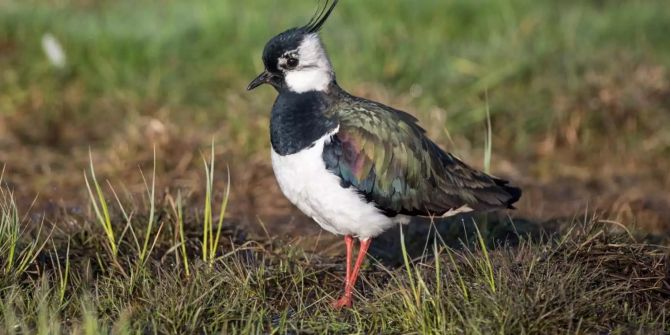 Der Kiebitz wurde von BirdLife Schweiz zum Vogel des Jahres 2019.