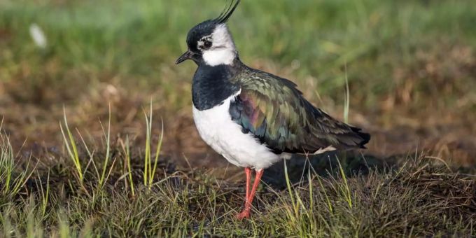 Schweizer Vogelschutz - Kiebitz zum Vogel des Jahres 2019 gekürt