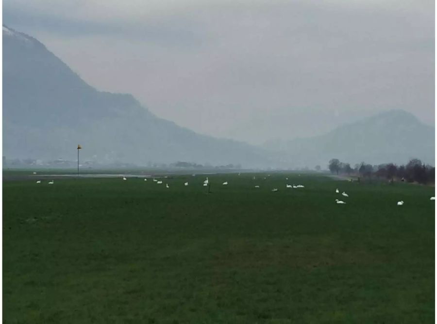 Da die Schwäne nahe an der Start- und Landebahn sitzen, stellen sie ein Gefahr für den Flugverkehr dar.