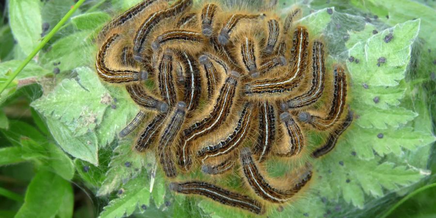 ... und die Raupen des Alpenringerspinners sind zwei der wirbellosen Pflanzenfresser, die im Schweizerischen Nationalpark leben. Beide Bilder: Thomas Reich, WSL