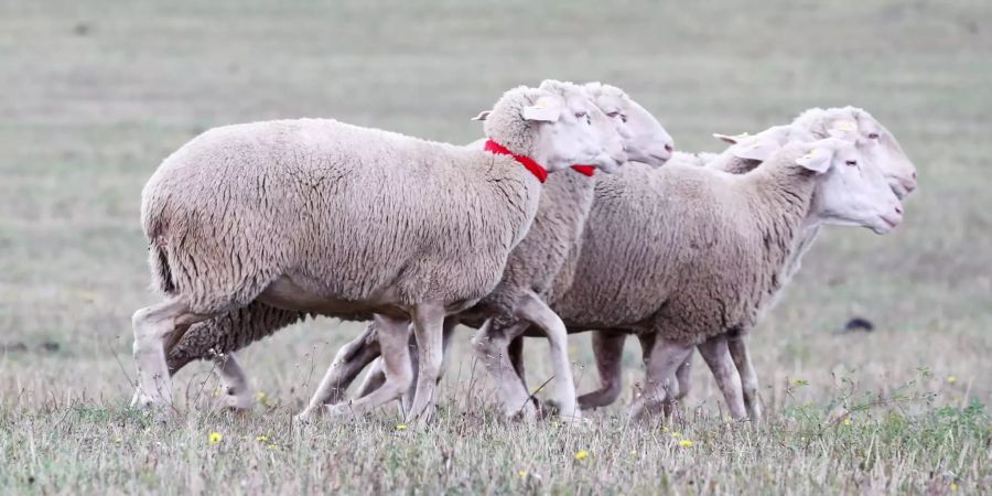 Einige Schafe auf einer Wiese.