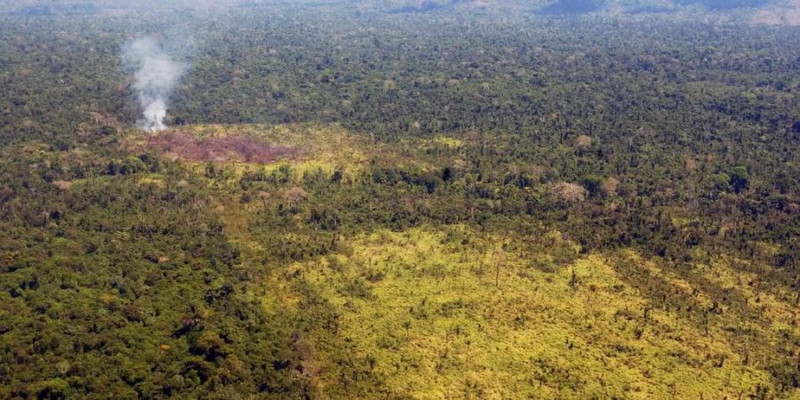 Ein Regenwald in Brasilien wird abgeholzt.