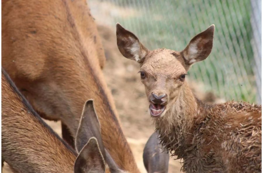 Im integrierten Wildtierpark leben einheimische Arten.