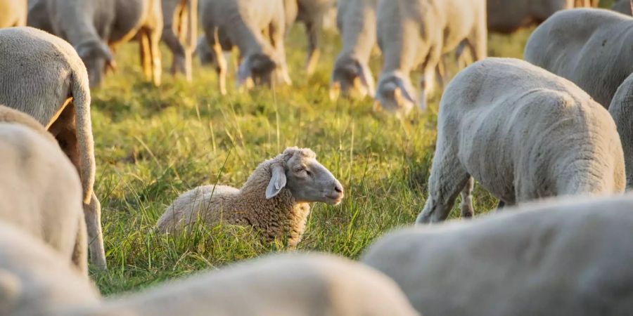 Schafe grasen auf einer Weide.