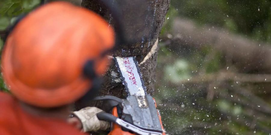 Forstwart fällt einen kranken Baum - Keystone