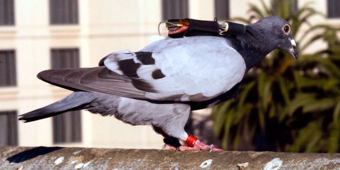 Mit Sensoren auf dem Rücken - So schützen uns Tiere künftig vor Katastrophen