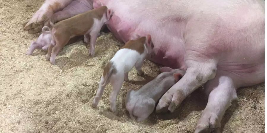 Die Olma dauert 11 Tage und zeigt in 8 Hallen was die Schweizer Ernährungs- und Landwirtschaftsszene in der Schweiz zu bieten hat.