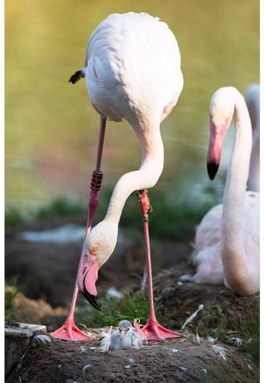 Flamingos brüten zwischen 28 und 30 Tagen pärchenweise je ein Ei aus.