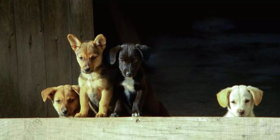 Sieben kleine Hunde lebten aus ungeklärten Gründen auf verlassenen Insel befreit (Symbolbild).