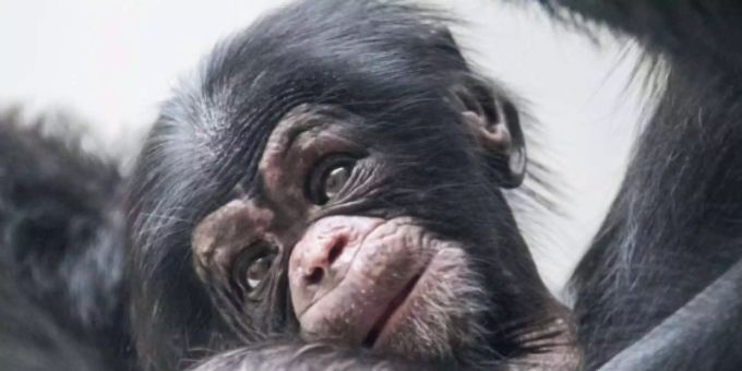 Affenbaby Obaye - Schimpansen-Nachwuchs im Zoo Basel
