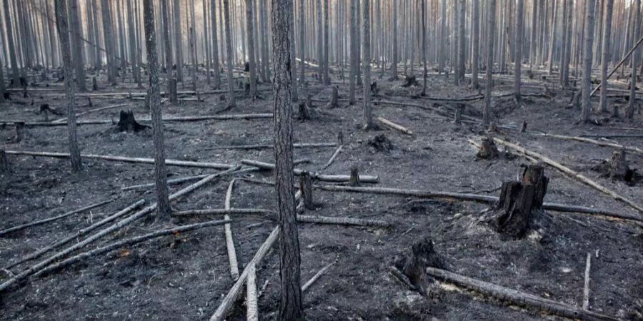 Die Brände in Schweden zerstörten bereits grosse Waldflächen.