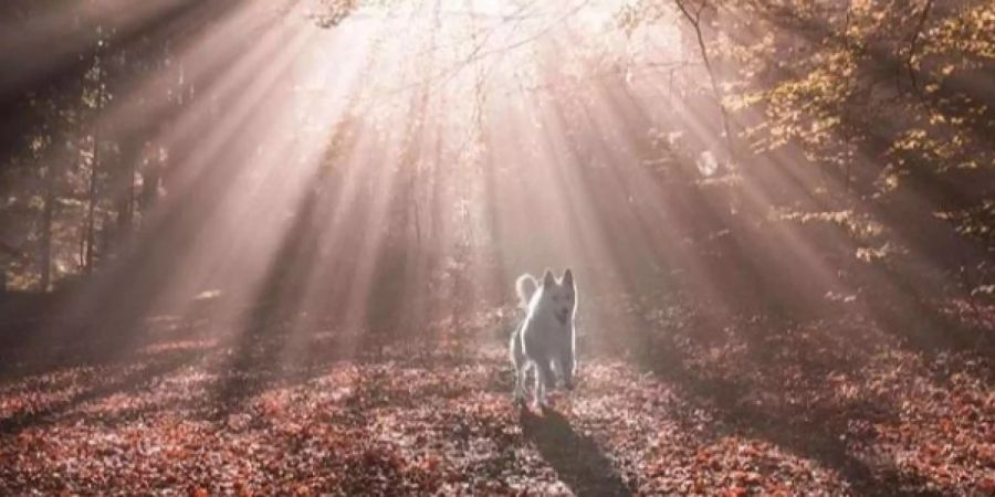 Hund Rasta steht beim Instagram-Account der professionellen Fotografin Sylvia Michel oft im Zentrum des Geschehens.