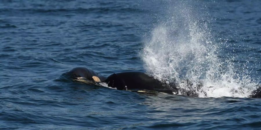 Damit ihr totes Junges nicht im Meer versank, stupste eine Orca-Mutter es immer wieder mit der Nase an und trug es so 17 Tage weiter mit sich.