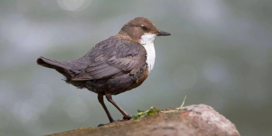 Eine Wasseramsel sitzt auf einem Stein.