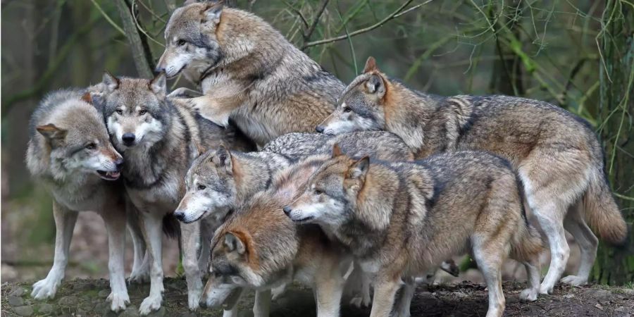 Ein Rudel Wölfe in einem Wildpark.